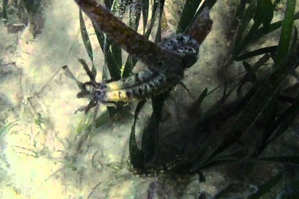 Kraken 26 at